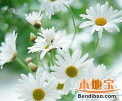 雏菊新皮肤爆料视频在线观看,花漾绽放，浪漫来袭！  第2张