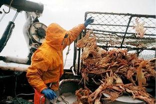 记者爆料帝王蟹事件视频,真相背后令人震惊  第2张